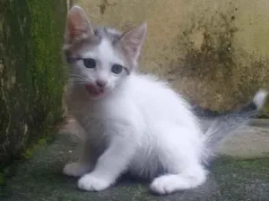 Gato raça  idade Abaixo de 2 meses nome Não tem