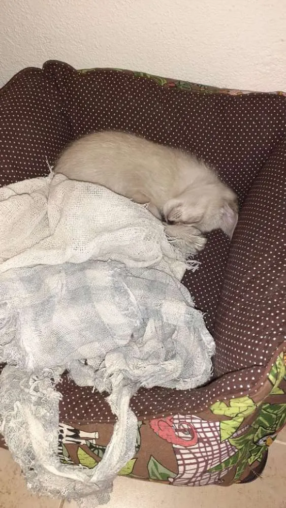 Gato ra a Indefenido idade Abaixo de 2 meses nome Maze