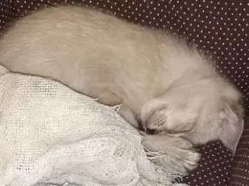Gato ra a Indefenido idade Abaixo de 2 meses nome Maze