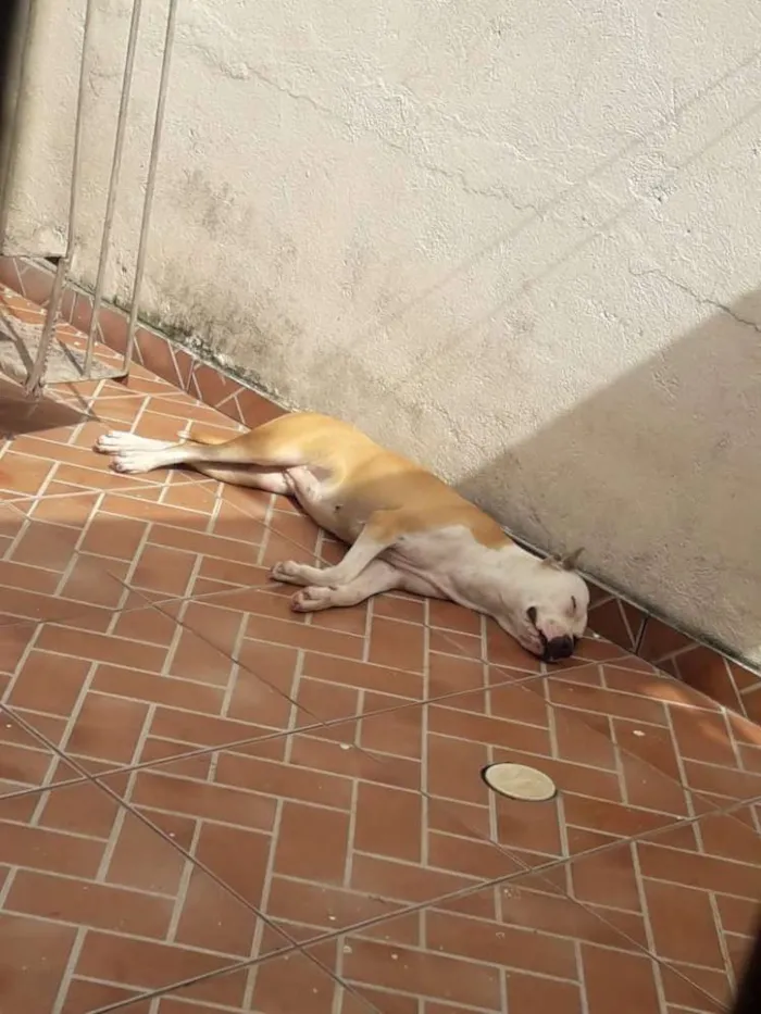 Cachorro raça American starffordshire  idade 2 anos nome Boyka e Gracie
