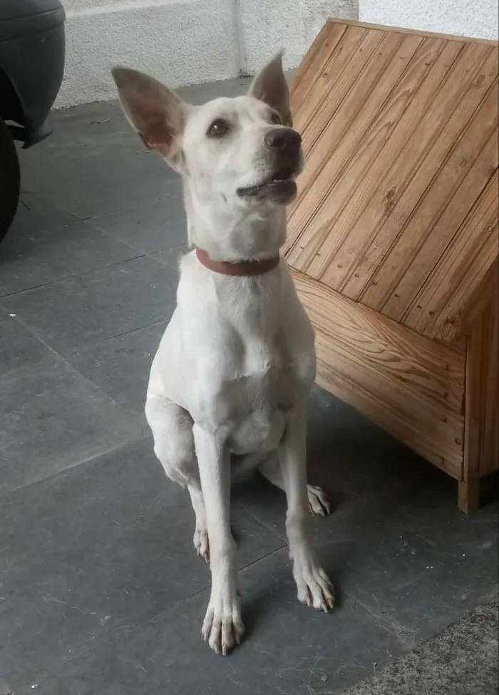 Cachorro ra a SRD idade 7 a 11 meses nome Lolla