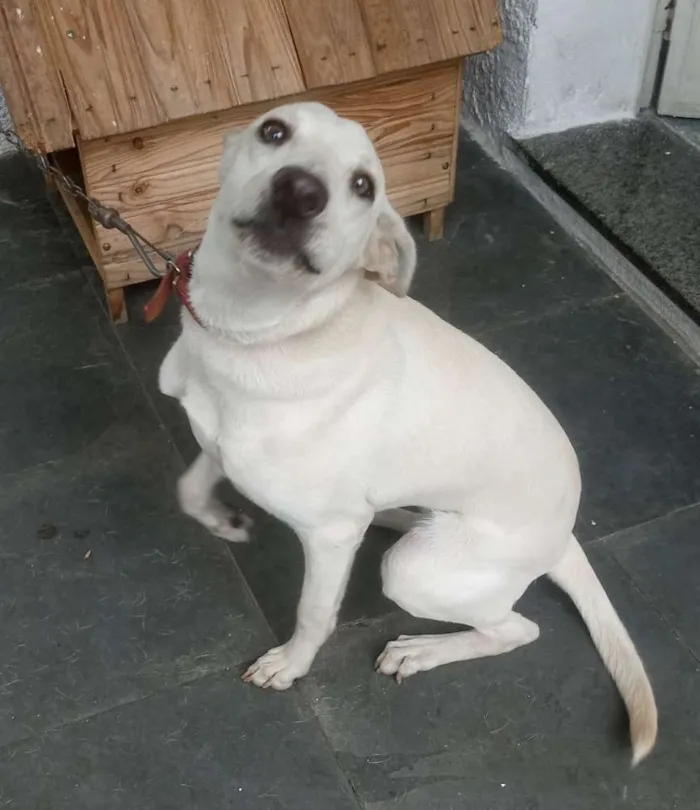 Cachorro ra a SRD idade 7 a 11 meses nome Lolla