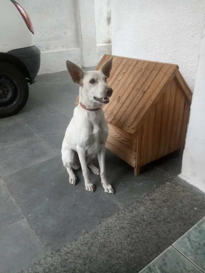Cachorro ra a SRD idade 7 a 11 meses nome Lolla