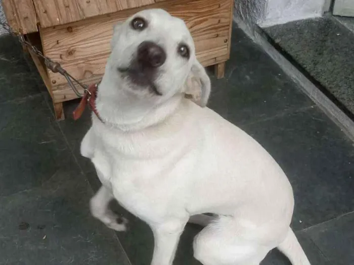 Cachorro ra a SRD idade 7 a 11 meses nome Lolla