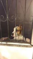 Boyka e Gracie