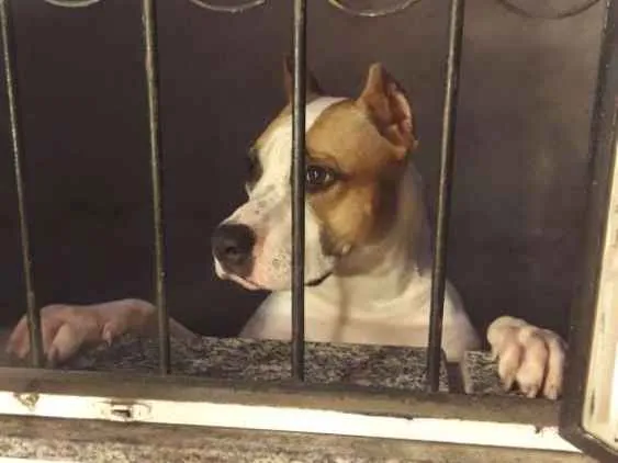 Cachorro raça American starffordshire  idade 2 anos nome Boyka e Gracie