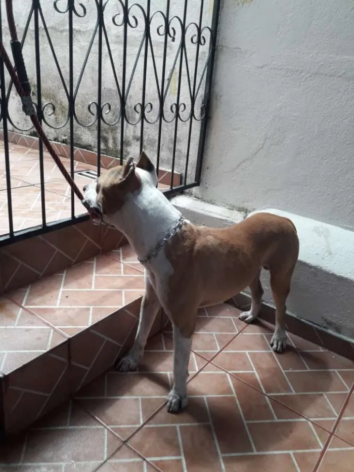 Cachorro raça American starffordshire  idade 2 anos nome Boyka e Gracie