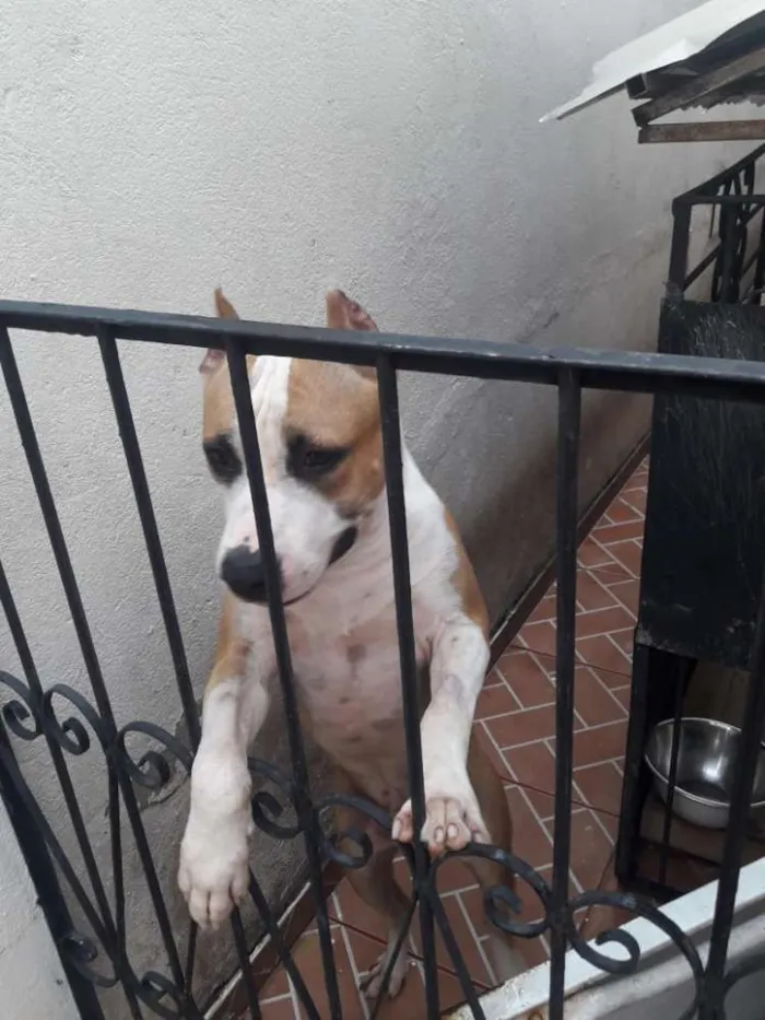 Cachorro raça American starffordshire  idade 2 anos nome Boyka e Gracie