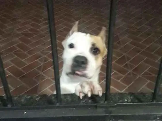 Cachorro raça American starffordshire  idade 2 anos nome Boyka e Gracie