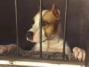 Cachorro raça American starffordshire  idade 2 anos nome Boyka e Gracie