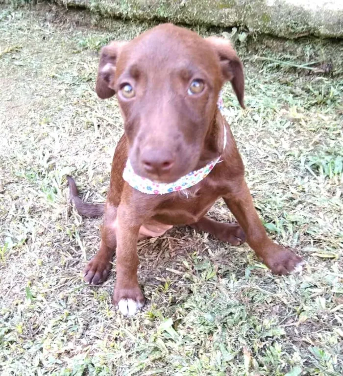 Cachorro ra a  idade 2 a 6 meses nome Alana  ( filhote)