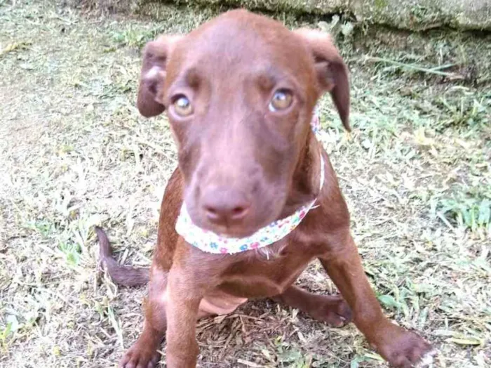 Cachorro ra a  idade 2 a 6 meses nome Alana  ( filhote)