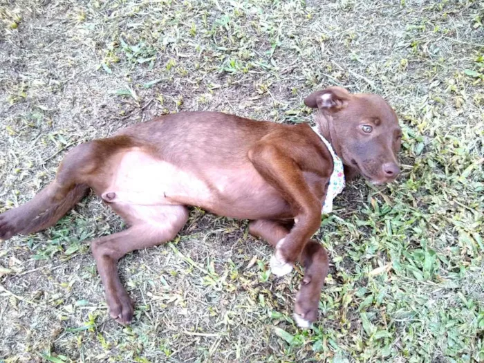 Cachorro ra a  idade 2 a 6 meses nome Alana  ( filhote)