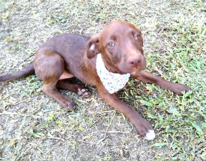 Cachorro ra a  idade 2 a 6 meses nome Alana  ( filhote)