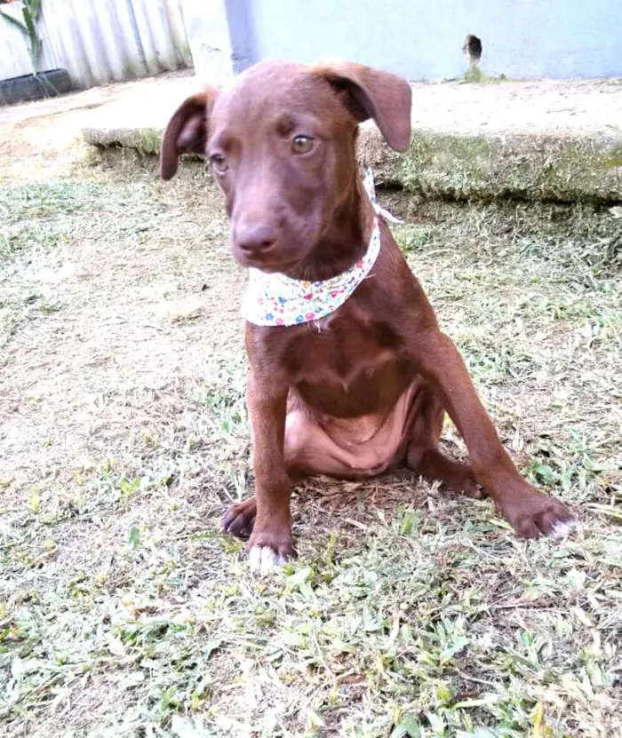Cachorro ra a  idade 2 a 6 meses nome Alana  ( filhote)