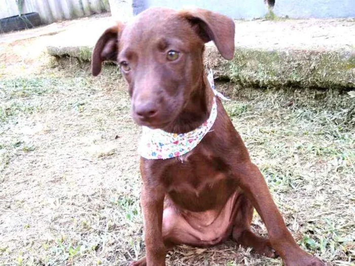 Cachorro ra a  idade 2 a 6 meses nome Alana  ( filhote)
