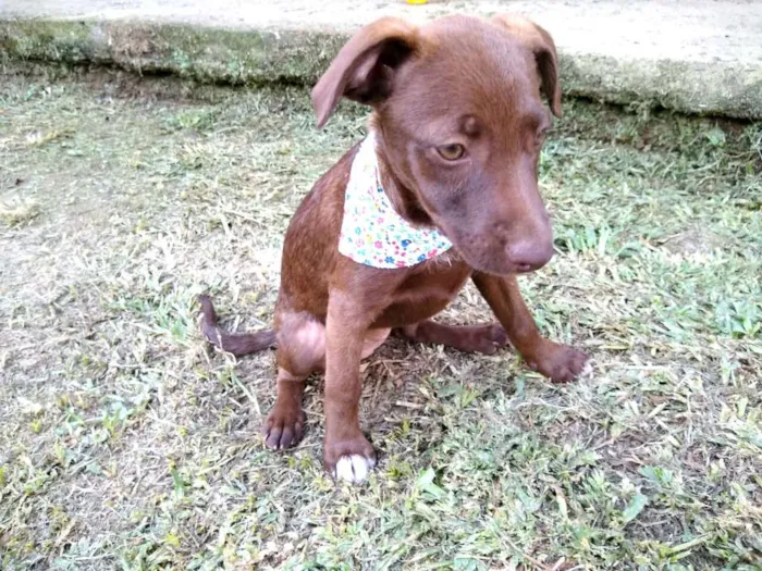 Cachorro ra a  idade 2 a 6 meses nome Alana  ( filhote)