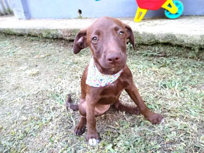 Cachorro ra a  idade 2 a 6 meses nome Alana  ( filhote)