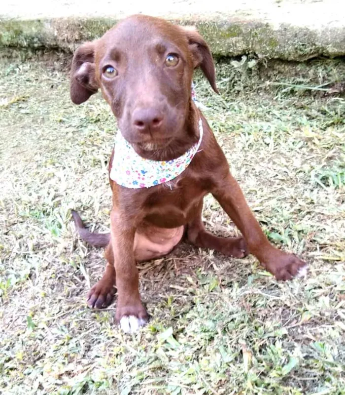Cachorro ra a  idade 2 a 6 meses nome Alana  ( filhote)