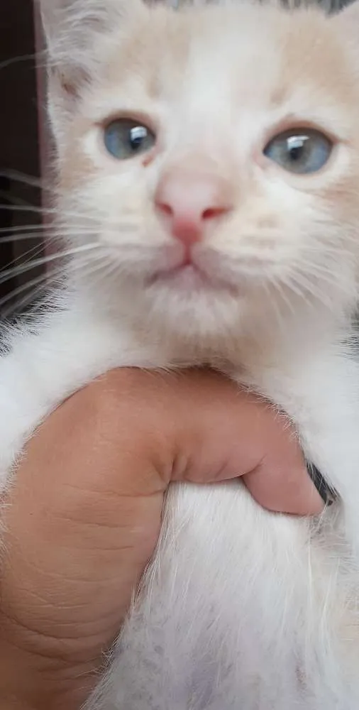 Gato ra a S/d idade Abaixo de 2 meses nome Sem nome 