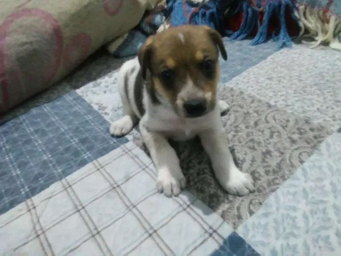 Cachorro ra a Srd idade Abaixo de 2 meses nome Galliasso, Tunico e 