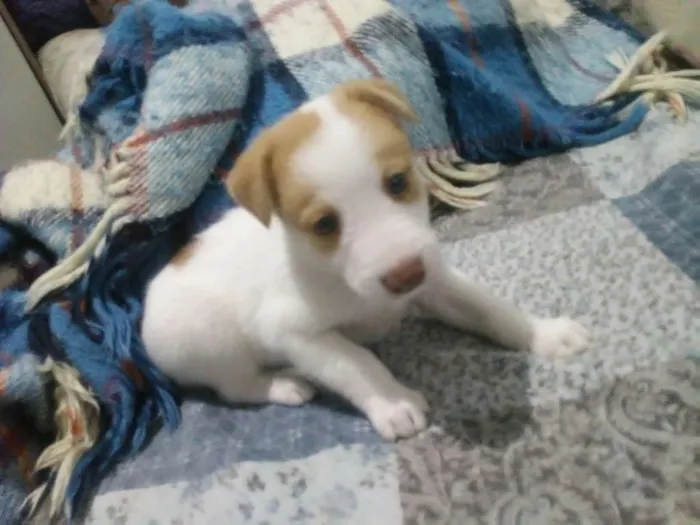 Cachorro ra a Srd idade Abaixo de 2 meses nome Galliasso, Tunico e 