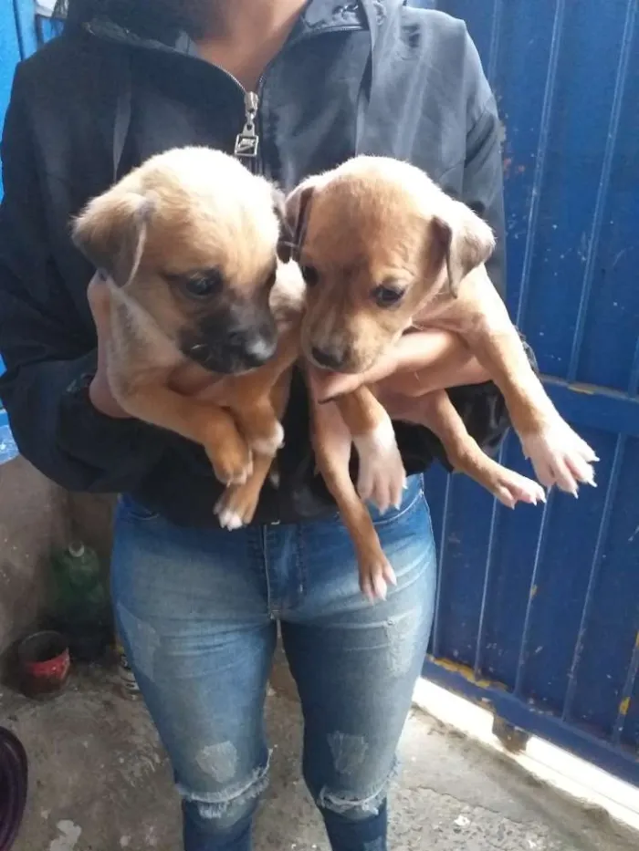 Cachorro ra a Vira-lata  idade Abaixo de 2 meses nome Sem nome 