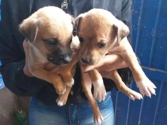 Cachorro ra a Vira-lata  idade Abaixo de 2 meses nome Sem nome 