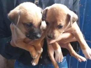 Cachorro raça Vira-lata  idade Abaixo de 2 meses nome Sem nome 