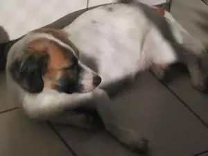 Cachorro raça SRD idade 7 a 11 meses nome Bela