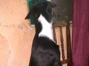 Cachorro raça Indefinido idade 7 a 11 meses nome Rider