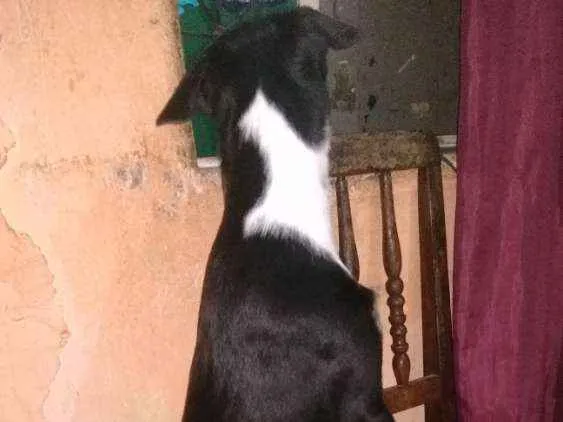 Cachorro ra a Indefinido idade 7 a 11 meses nome Rider