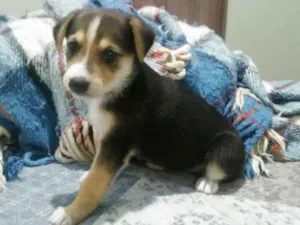 Cachorro raça Srd idade Abaixo de 2 meses nome Galliasso, Tunico e 