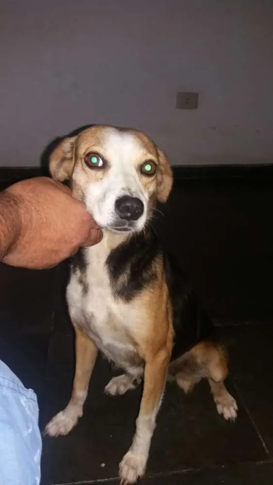 Cachorro ra a RDS idade 6 ou mais anos nome Elvira