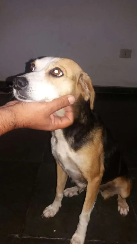 Cachorro ra a RDS idade 6 ou mais anos nome Elvira