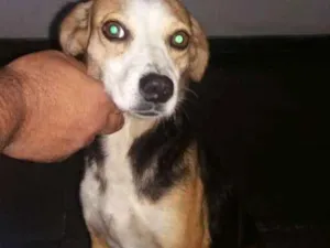 Cachorro raça RDS idade 6 ou mais anos nome Elvira