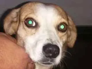 Cachorro ra a RDS idade 6 ou mais anos nome Elvira