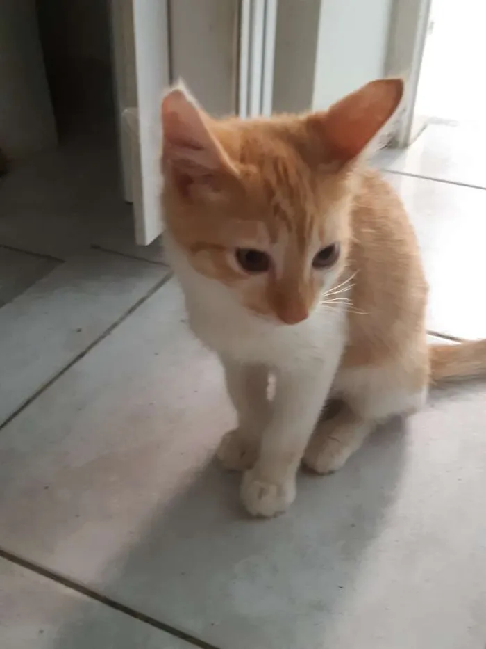 Gato ra a SRD idade 2 a 6 meses nome Frederico