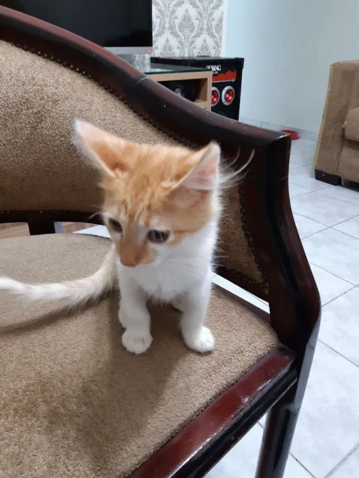 Gato ra a SRD idade 2 a 6 meses nome Frederico