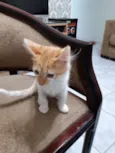 Frederico
