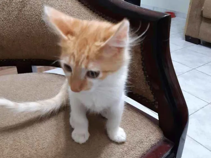 Gato ra a SRD idade 2 a 6 meses nome Frederico