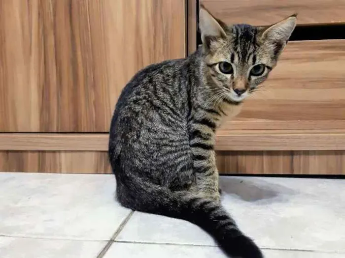 Gato ra a SRD idade 2 a 6 meses nome Lila