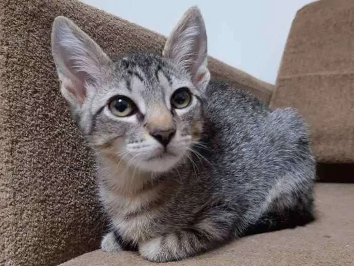 Gato ra a SRD idade 2 a 6 meses nome Fred