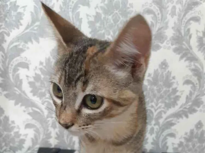 Gato ra a SRD idade 2 a 6 meses nome Manchinha