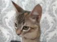 Manchinha