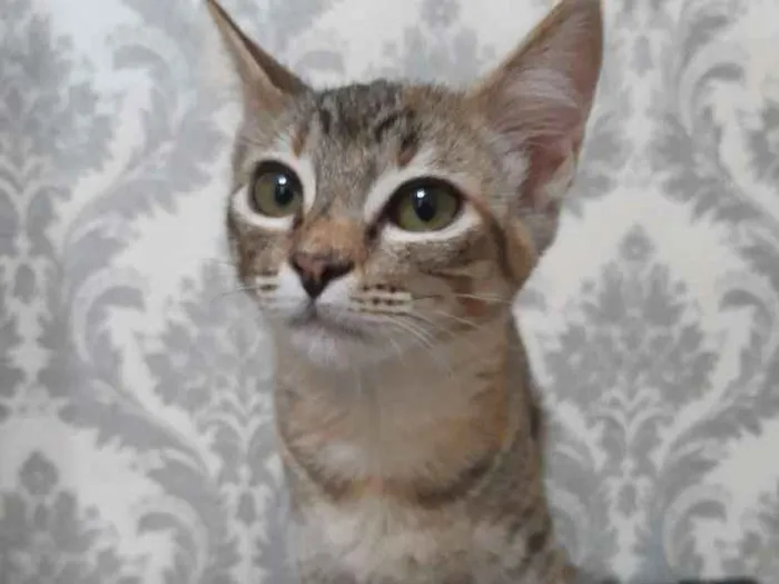 Gato ra a SRD idade 2 a 6 meses nome Manchinha