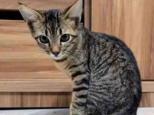 Gato ra a SRD idade 2 a 6 meses nome Lila