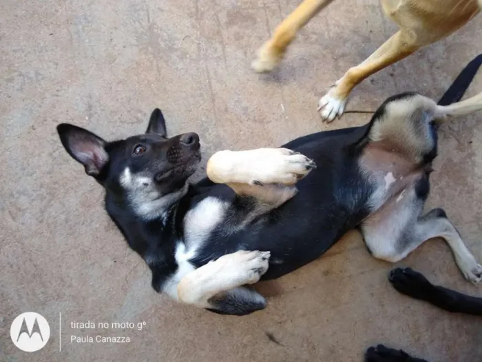 Cachorro ra a SRD idade 7 a 11 meses nome Sarah
