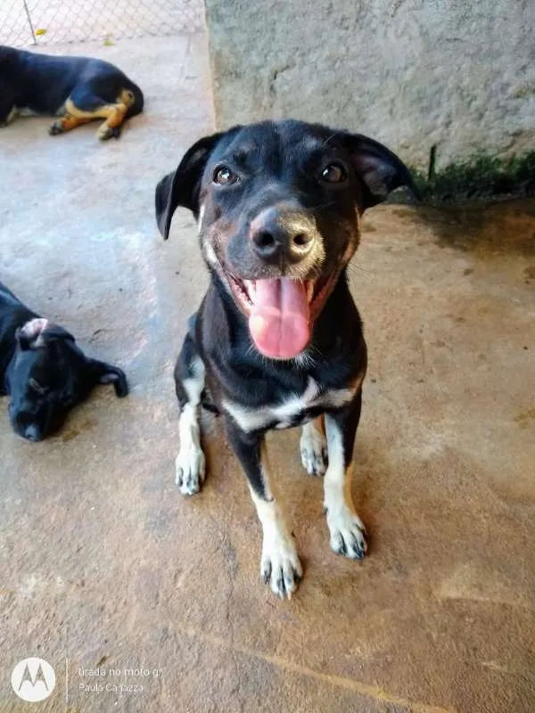Cachorro ra a SRD idade 7 a 11 meses nome Sarah