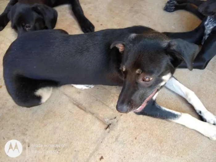 Cachorro ra a SRD idade 7 a 11 meses nome Sarah